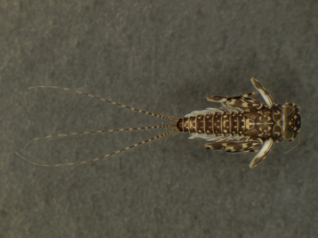 Heptagenia sulphurea